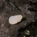 白冰小貔貅肥肥圓屁股18K吊墜