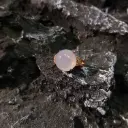冰粉紫大圓蛋面玫瑰金戒指